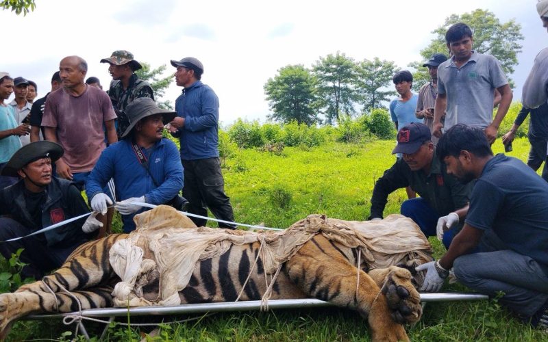 बस्ती नजिकैबाट वयस्क पाटेबाघ नियन्त्रणमा